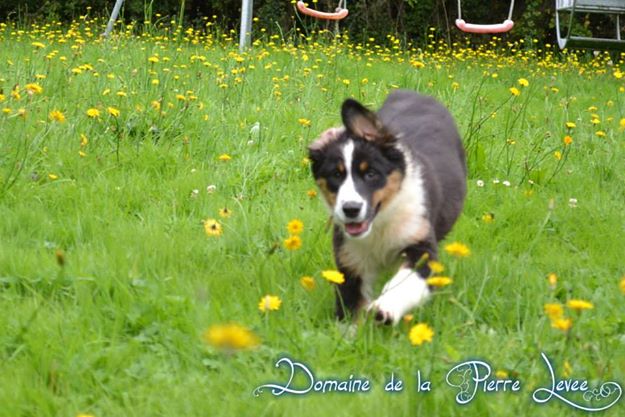 Jylo the dream of my life Du Domaine De La Pierre Levèe