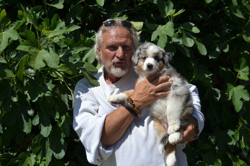 Du Domaine De La Pierre Levèe - Berger Australien - Portée née le 05/05/2015