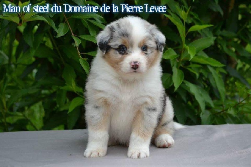 Du Domaine De La Pierre Levèe - Berger Australien - Portée née le 19/05/2016