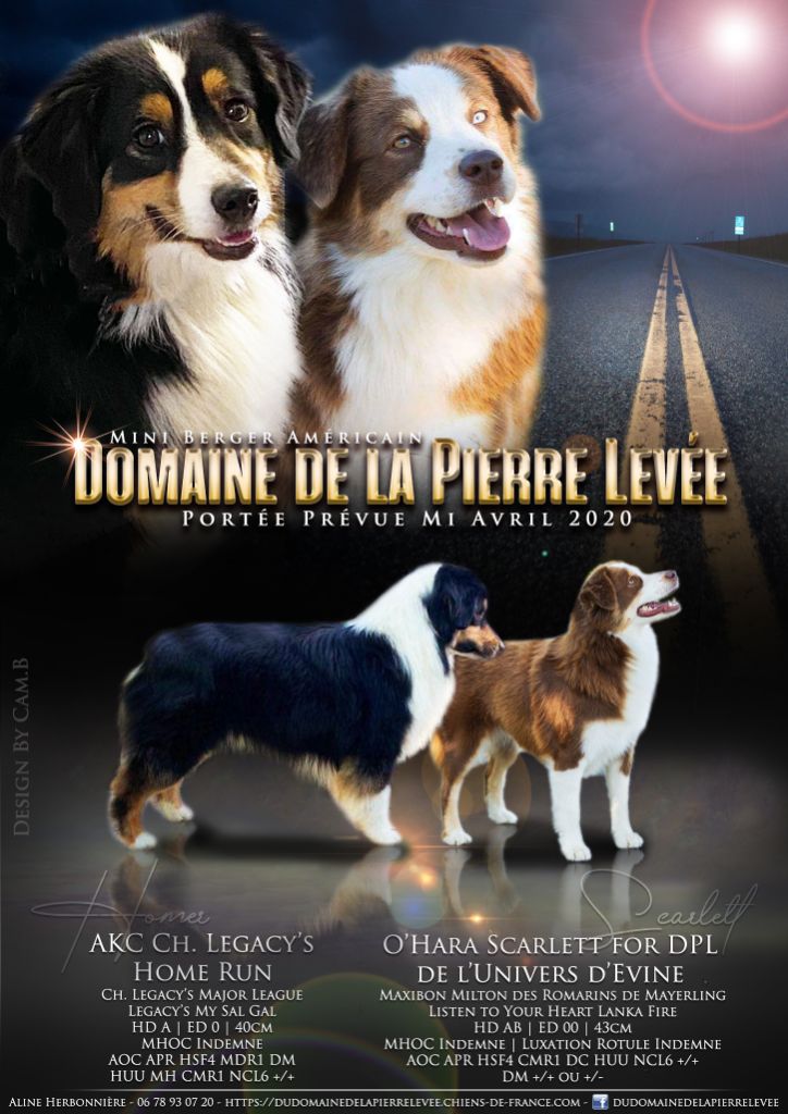 Du Domaine De La Pierre Levèe - Berger Américain Miniature - Portée née le 12/04/2020