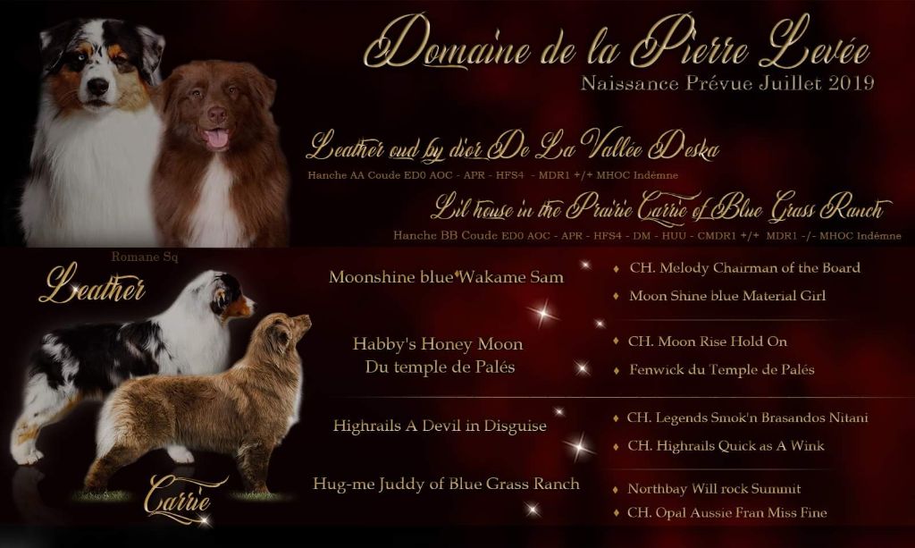 Du Domaine De La Pierre Levèe - Berger Australien - Portée née le 15/07/2019