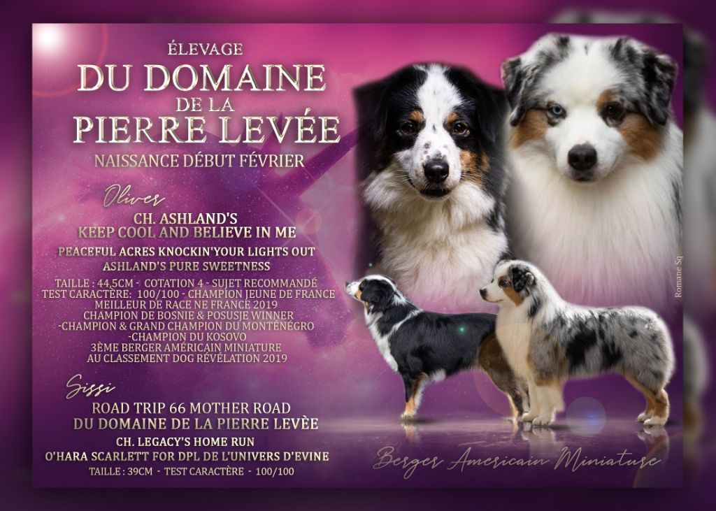 Chiot Berger Américain Miniature Du Domaine De La Pierre Levèe