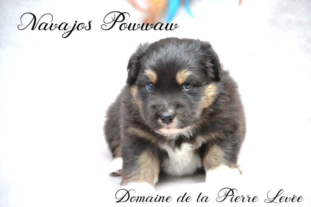 Du Domaine De La Pierre Levèe - Berger Australien - Portée née le 03/05/2017