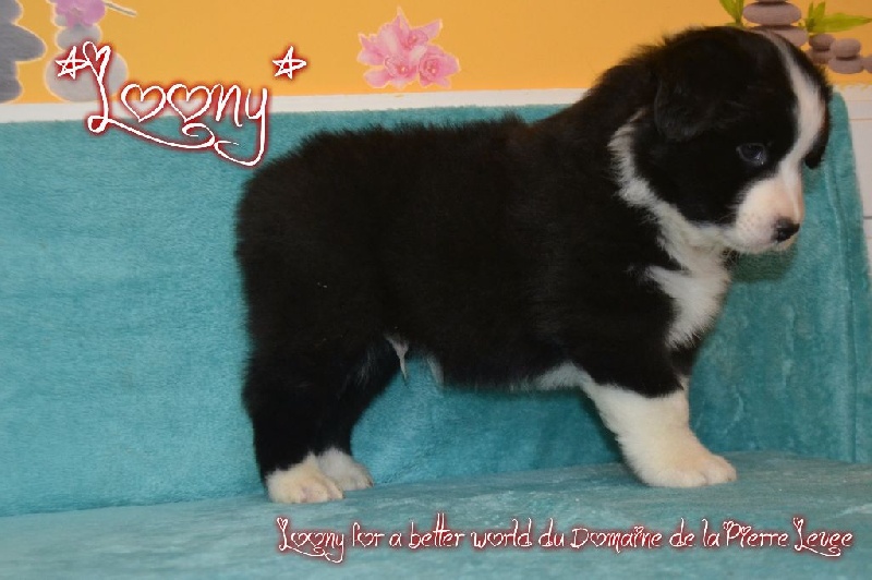 Du Domaine De La Pierre Levèe - Berger Australien - Portée née le 13/12/2015