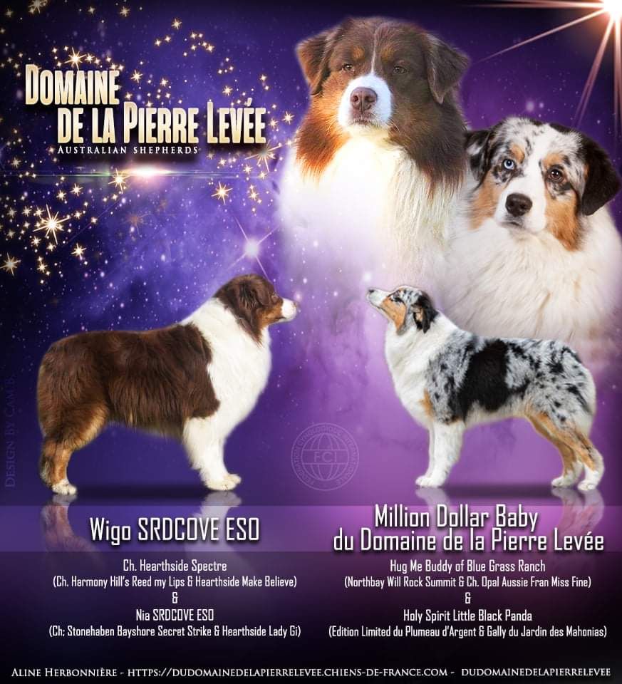 Du Domaine De La Pierre Levèe - Berger Australien - Portée née le 24/11/2021